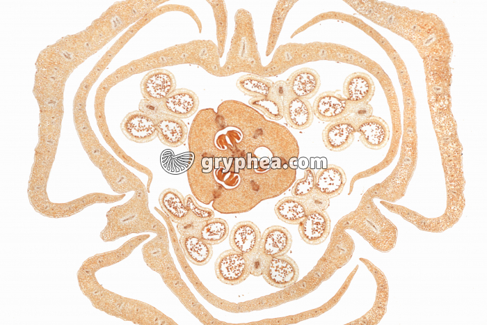 Lys - Bouton floral entier CT x2 - gryphea.com